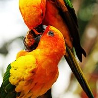 Phạm Hùng (@alexpha45899255) 's Twitter Profile
