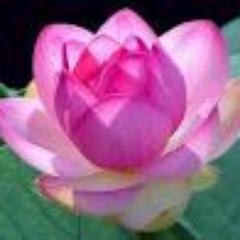 suckhoe_sacdep's profile picture. 