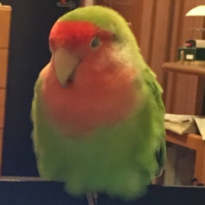 俺様の名前はうめ。コザクラインコなんだぜ？すごいだろ？グレているので口が悪いです。飼ってる人→@2z22zzzz