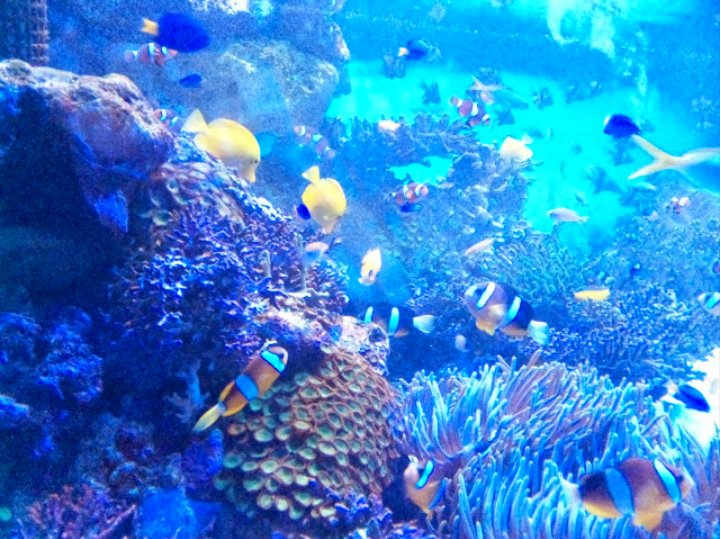 konohanasakuy17's profile picture. 