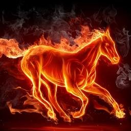dragonstail17's profile picture. 