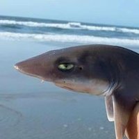BemusedFish (@chriswytt) 's Twitter Profile