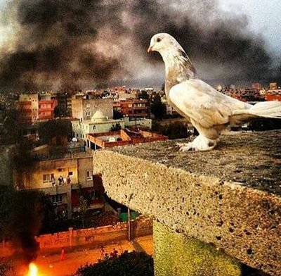 karcicegiimm's profile picture. Soysuza #Zalime  #Şeref #Yoksunlarına #RED.!!