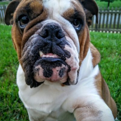 I'm 6 years old. I love my little sister. I enjoy taking naps all day and when the weather is cool, I like going on walks.