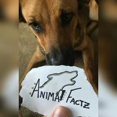 AnimalFacts on iFunny :)
