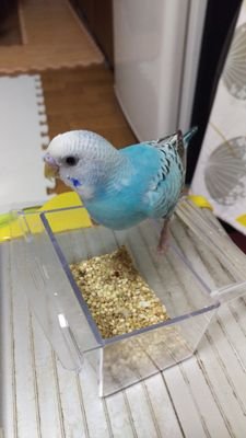 2016.4.10.～　セキセイインコ飼い始めました♪青音(あと)ちゃんです。(2018.9.12.永眠)

　イラスト、読書垢→@yuuna055