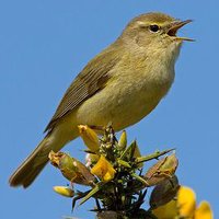 Bloomsbury Wildlife (@chiffchat) 's Twitter Profile