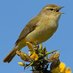 Bloomsbury Wildlife (@chiffchat) Twitter profile photo Bloomsbury Wildlife (@chiffchat) Twitter profile photo