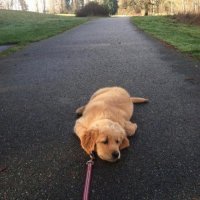 Daily Doggo (@dailycutedoggo) Twitter profile photo