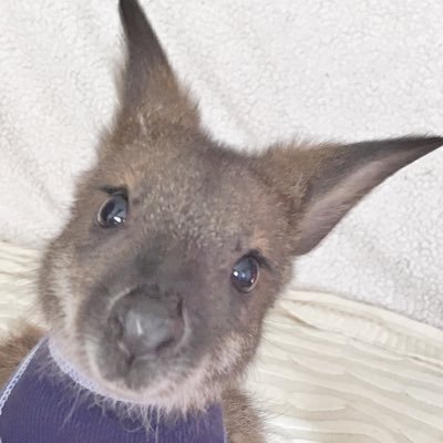 Just a wallaby, wallabin' around. Love hopping, my pouch, and Honey Nut Cheerios and dehydrated apples.