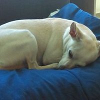 Chris Warner (@cjaw_6) 's Twitter Profile