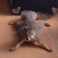Shawn (@shawn_pelecon) 's Twitter Profile