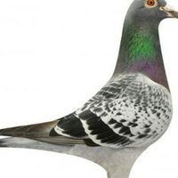 حمام زاجل (@rtwe7282) 's Twitter Profile