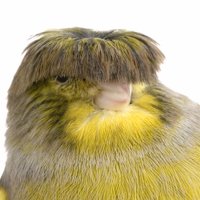 ˈɡlɒstə 55,69% (@glosteriec) 's Twitter Profile