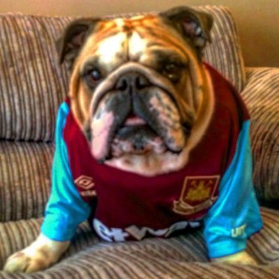 1st comes my bulldog 2nd comes my club whufc⚒