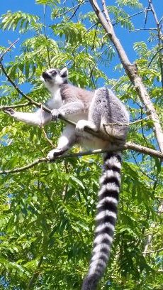 beliescos's profile picture. Libraio