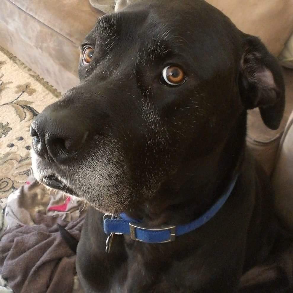 xSTLx_LNKNPRKFN's profile picture. MISS YOU LINKIN  R.I.P