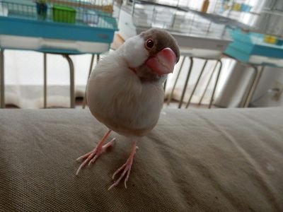 オカメインコ2人のお父さんです。鳥好きの人との交流を希望しています。無言フォローしてしまう時があります。シナモン文鳥、ぴぃときゅうは、土に帰りました。