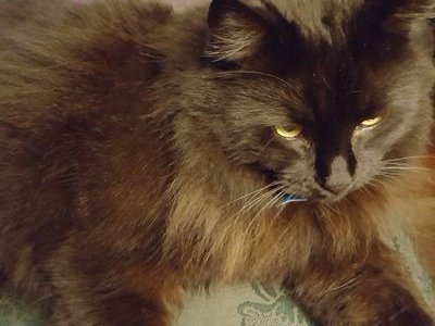 icecreamnut's profile picture. I am single in my early 60's  I have mostly white hair.  I have 4 cats named Samson, Big Ben, Chloe and Kaluha.