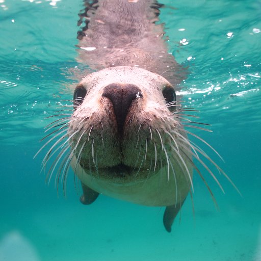 The mind of Matt Waller. Owner of Adventure Bay. A voice from the sea. Passionate about marine wildlife. Offering world-class adventure tourism experiences.