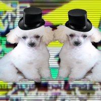 PoodleCorp (@poodlecorp) 's Twitter Profile Photo PoodleCorp (@poodlecorp) 's Twitter Profile Photo