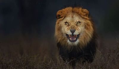 hadrianus10's profile picture. Tossut de naixement!