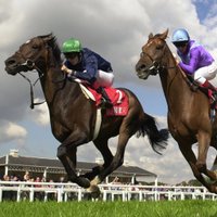 Equine Match (@dnastats) Twitter profile photo