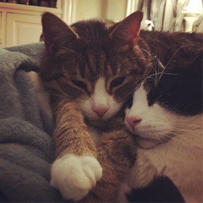 Tigger_and_Oreo's profile picture. 