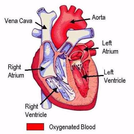 NoToIUHealth's profile picture. I'm a heart failure patient because IU Health Dr. Peter Ansorge DIDN'T do due diligence in prescribing proper treatment. & IU Health WON'T take responsibilitity