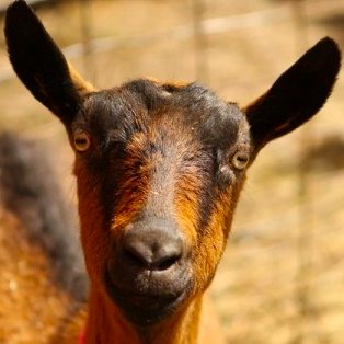 Residential leadership-training program for young adults integrating urban organic farming, social justice work & progressive Jewish living & learning.