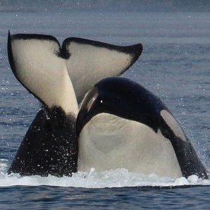 Sea Kayak Tours with the Killer Whales of Johnstone Strait and Orcas of Robson Bight. Sea kayak expeditions to the Broughton Archipelago from Telegraph Cove BC