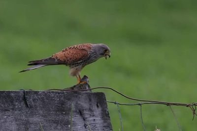 Vogelwerkgroep Koudekerk/ Hazerswoude e.o.  deelt haar kennis over vogels, leden zijn actief met landschapsbeheer, vogelbescherming en ze genieten van vogels.