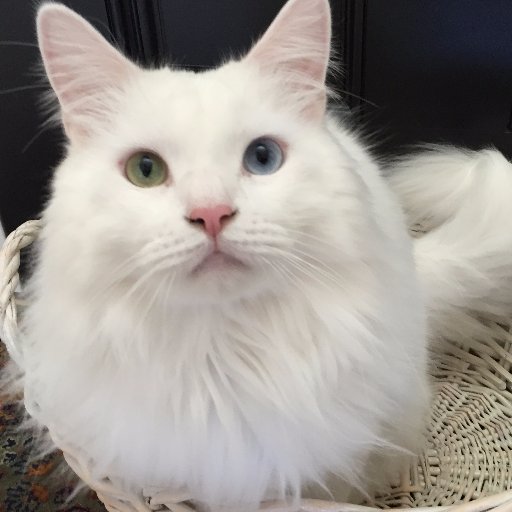 olafloveslife's profile picture. From homelessness to happiness! I am sending my love to the world! Also, check me out on Tumblr and Facebook. #cat #catlover #cuteanimals #catsoftwitter