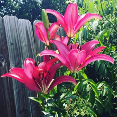 MeliMaddness's profile picture. Ally, Mother, Lover, Wife.