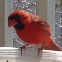 Puls (@masterpuls) 's Twitter Profile