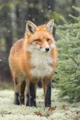 Fox von Fluffensteinさんのプロフィール画像