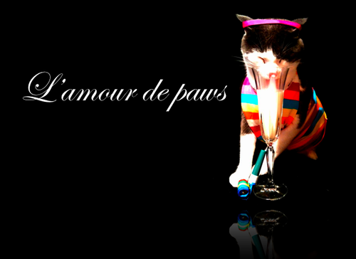 lamourdepaws's profile picture. L'amour de paws official twitter account!! All photos are own by us, if you wish to buy rights to one feel free to contact anita@lamourdepaws.com