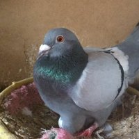 الشيف ابوعبدالرحمن (@abd564abd) 's Twitter Profile
