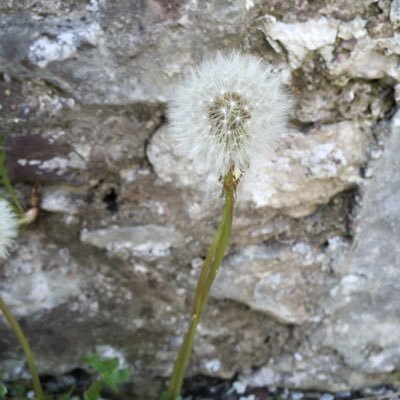 kembu7426's profile picture. just a horny Asian guy here..