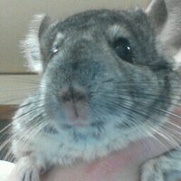 ララnyan (@nyan59645355) 's Twitter Profile