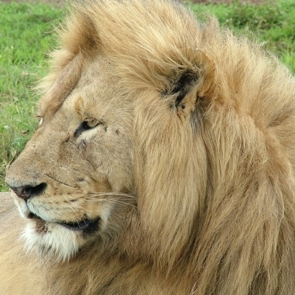 Dutch guy living in Tanzania