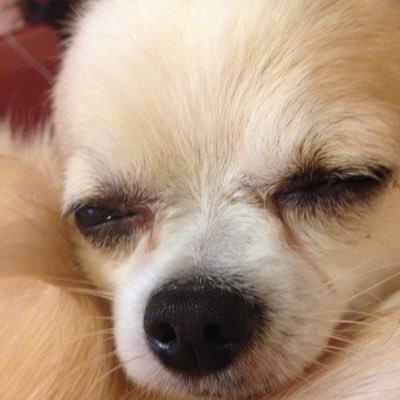 z_riku's profile picture. パンクしました