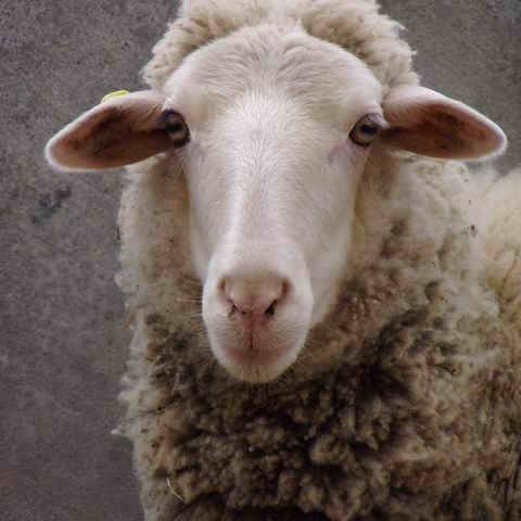 sheep_floyd Profile Picture