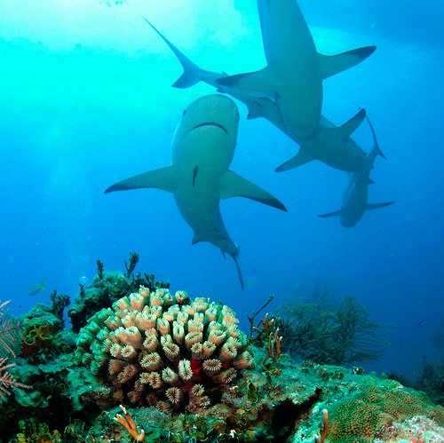 justaqualife's profile picture. Explore the world of the underwater nature.