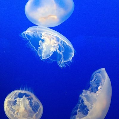 BYUCoogFAN's profile picture. 