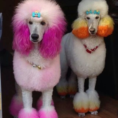 glamour paws poodles