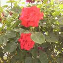 Annie DUPUIS - @ISSYOULA - Twitter