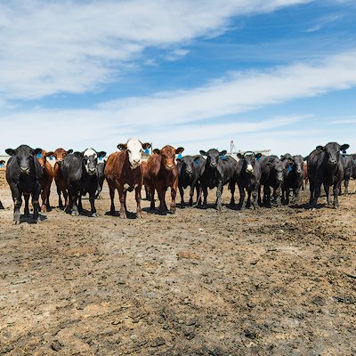 KaskoCattle's profile picture. 