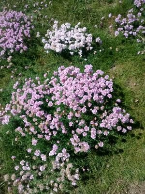 KateNwwt's profile picture. ex-NWWT Trustee, Wildlife enthusiast, walker, lover of Ynys Enlli