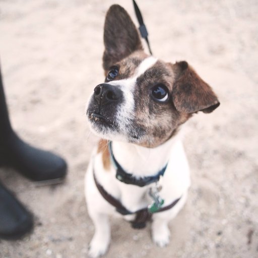 I'm a rescue mutt living in Chicago. I run the blog https://t.co/UZbsFFodcr!
Gotcha Day 1/19/14